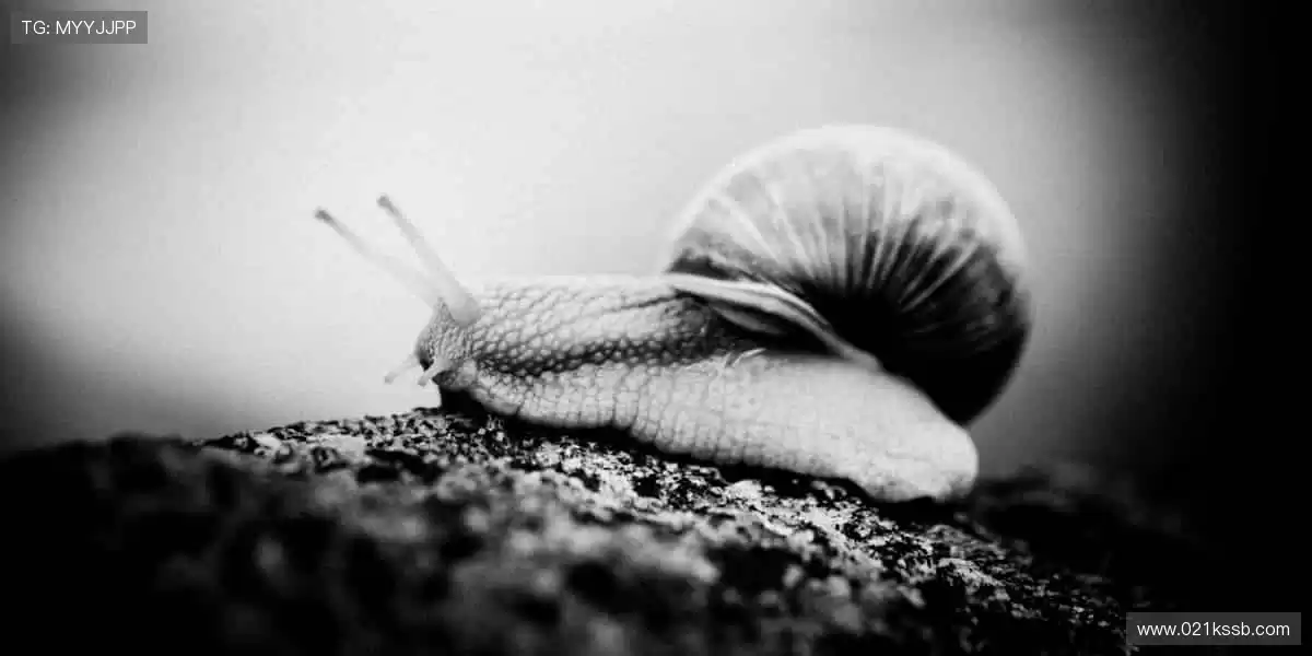 限量周边，收藏胜利的印记，让热爱永不褪色🎁🏆